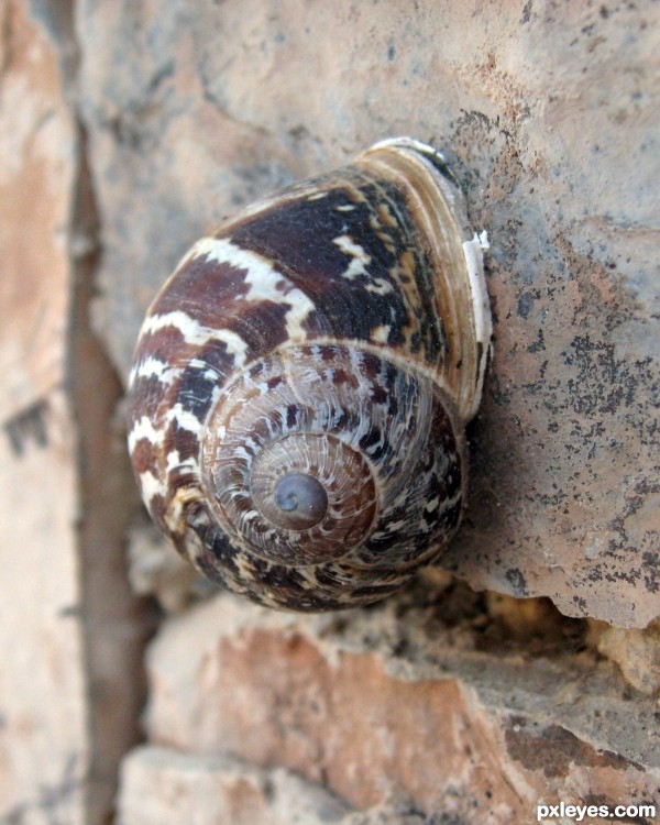 snail